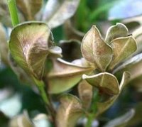 Cylindrocladium buxicola