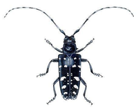 Anoplophora glabripennis
