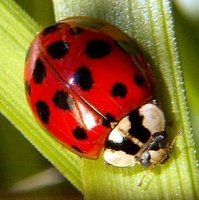 Harmonia axyridis