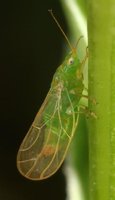 Acizzia jamatonica