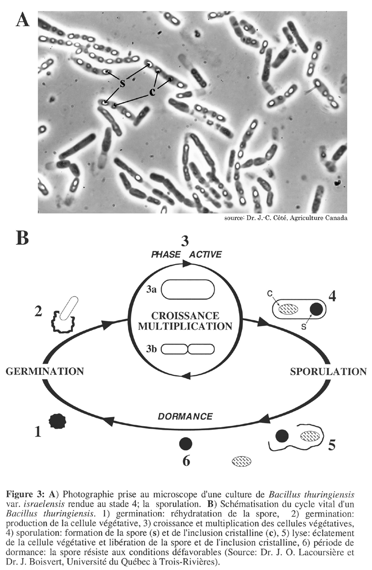 cycle vital bacillus thuringiensis