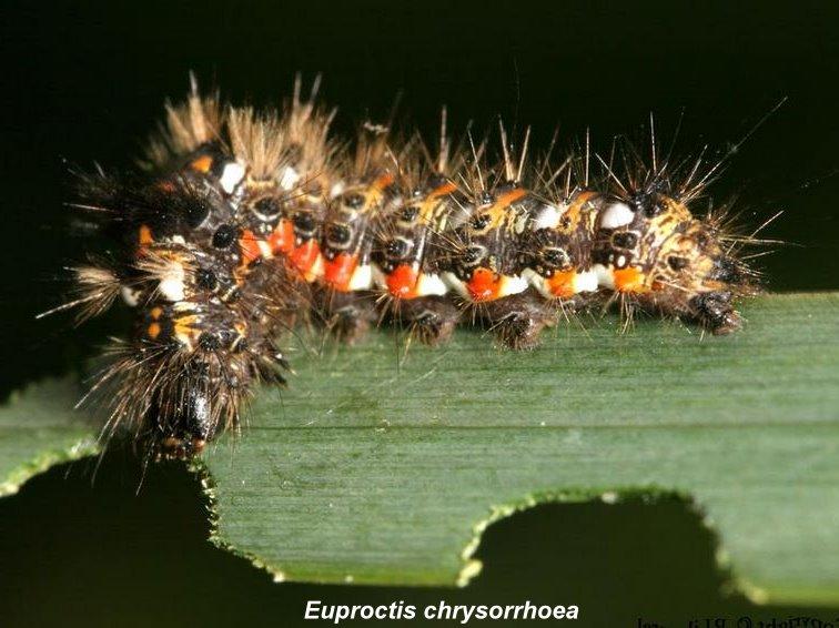 euproctis chrysorrhoea