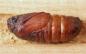 chrysalide processionnaire chene
