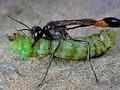 Ammophila sabulosa Image 1