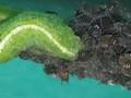 Scaeva pyrastri Image 2