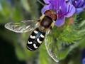 Scaeva pyrastri Image 1
