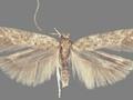 Tuta absoluta Image 1