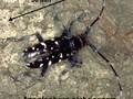 Anoplophora glabripennis Image 3