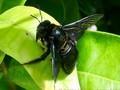 Xylocopa Image 1