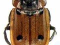 Xylodrepa quadripunctata Image 1