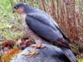 Accipiter nisus Image 1