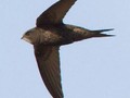 Apus apus Image 1