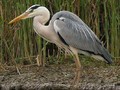 Ardea cinerea Image 1