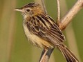 Cisticola juncidis Image 1