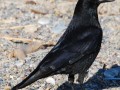 Corvus corone Image 1