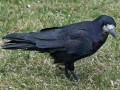 Corvus frugilegus Image 1