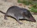 Crocidura russula Image 1