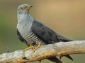 Cuculus canorus Image 1
