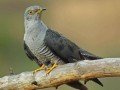 Cuculus canorus Image 1