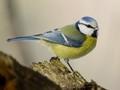 Cyanistes caeruleus Image 1