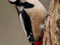 Dendrocopos major Image 1