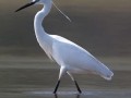 Egretta garzetta Image 1