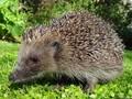 Erinaceus europaeus Image 2