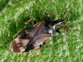 Anthocoris confusus Image 1