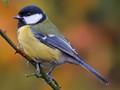 Parus major Image 2