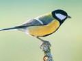 Parus major Image 1