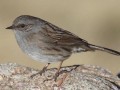Prunella modularis Image 1