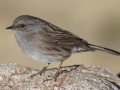Prunella modularis Image 1