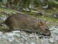 Rattus norvegicus Image 1