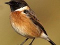 Saxicola torquatus Image 1