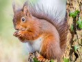 Sciurus vulgaris Image 1