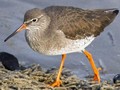 Tringa totanus Image 1