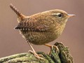 Troglodytes troglodytes Image 1