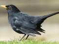 Turdus merula Image 1