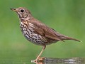 Turdus philomelos Image 1