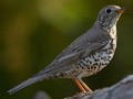 Turdus viscivorus Image 1