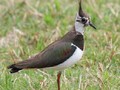 Vanellus vanellus Image 1