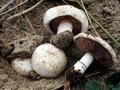 Agaricus devoniensis Image 1