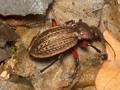 Carabus cancellatus Image 1