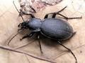 Carabus coriaceus Image 1