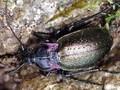 Carabus nemoralis Image 1