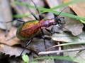 Carabus rutilans Image 1