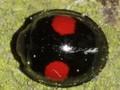 Chilocorus renipustulatus Image 1