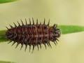 Chilocorus renipustulatus Image 2