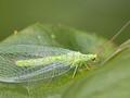 Chrysoperla carnea Image 1