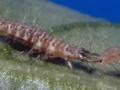 Chrysoperla carnea Image 2